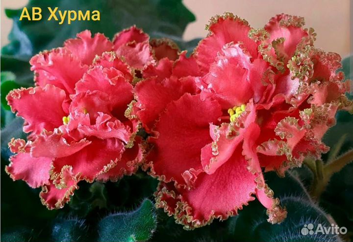 Фиалки сортовые