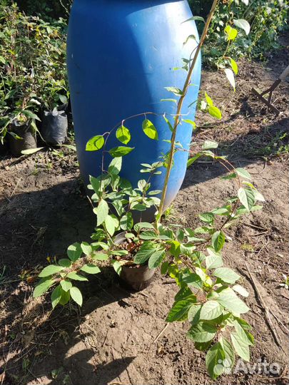 Лимонник Китайский саженец большой