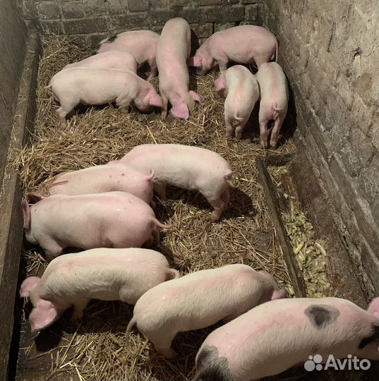 Поросята