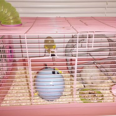 Хомяк с клеткой