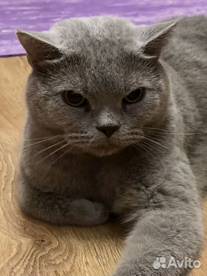 Британский кот