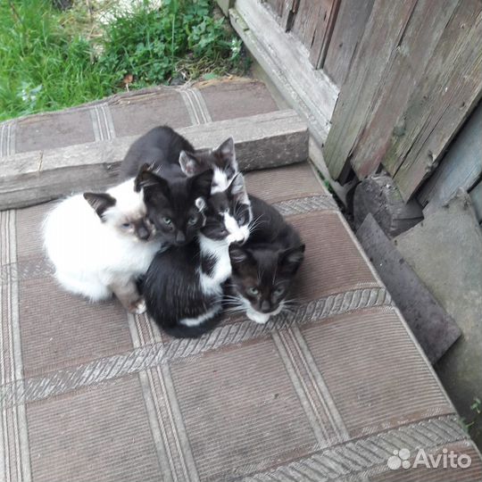 Котята-полукровки