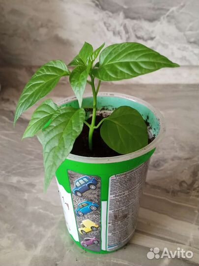 Перец горький комнатный