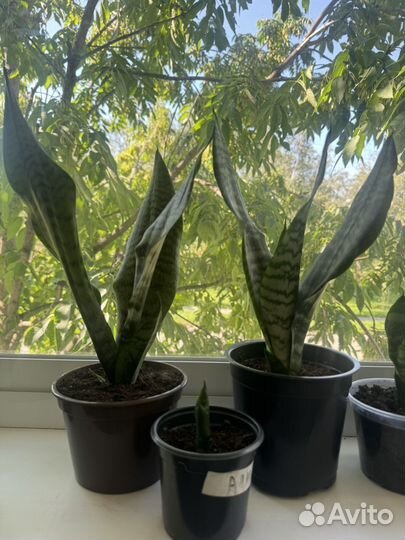 Комнатные цветы