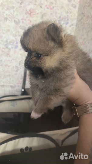 Померанский шпиц