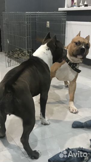 Гостиница для собак, передежка, перевозка