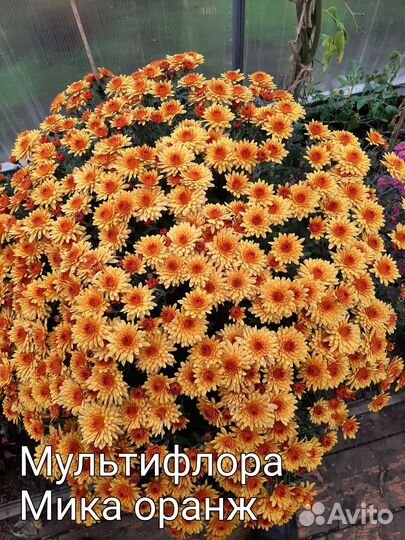 Хризантемы мультифлора