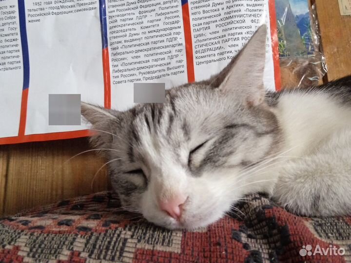 Кошка светлая полосатая