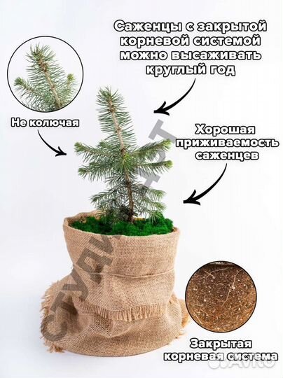 Голубая ель