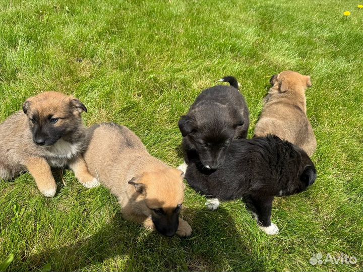 Собака в добрые руки отдам бесплатно