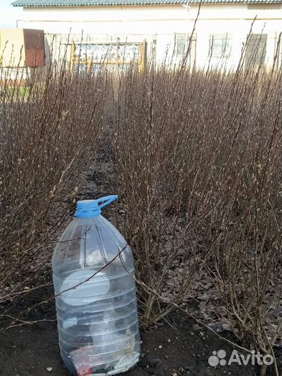 Кизильник блестящий