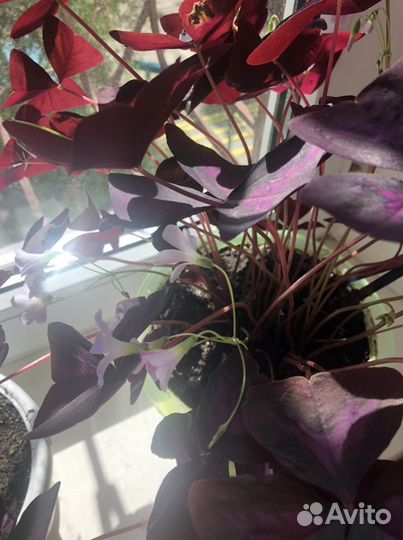 Кислица оксалис