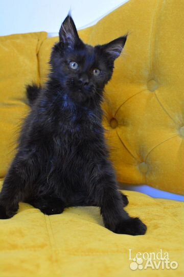 Котята мейн-кун черный