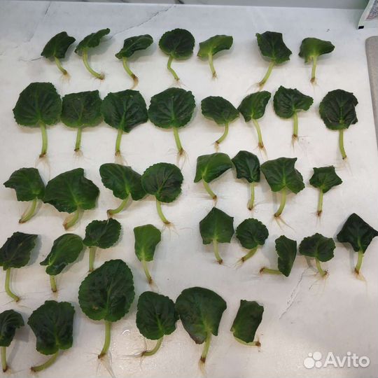 Фиалки (укоренённые листья)