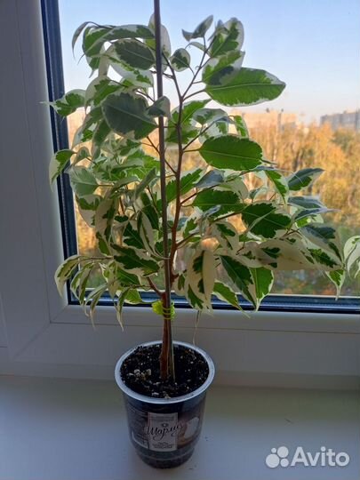 Фикус бенджамина пестролистный