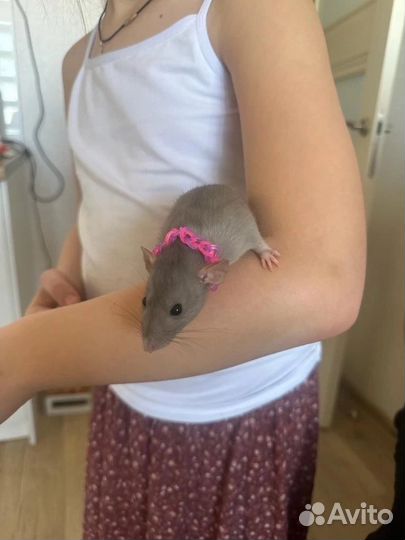 Крыса Дамбо от ratQueen