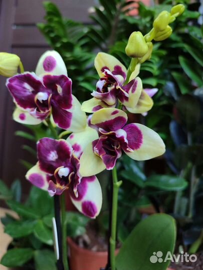 Орхидея с мутацией бабочка трилипс