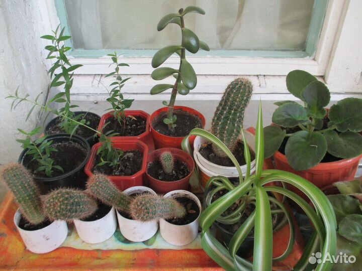 Домашние растения, мирт, пальмы, кофе и др