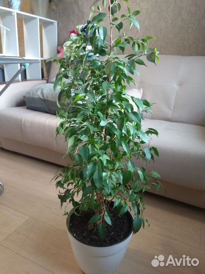 Комнатные цветы