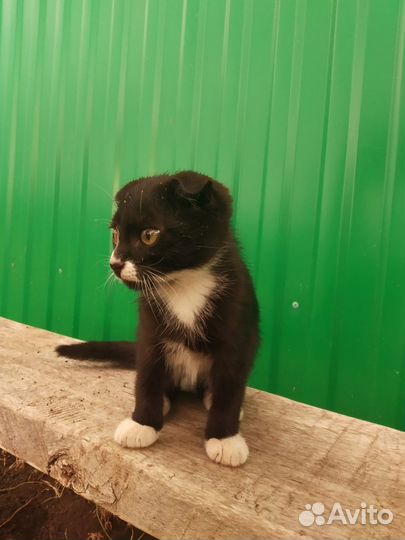 Вислоухие шотландские котята (черный, серо-белый)