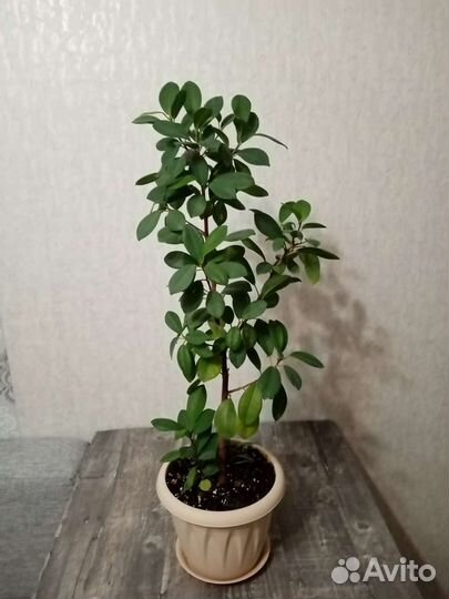 Фикус бенгальский