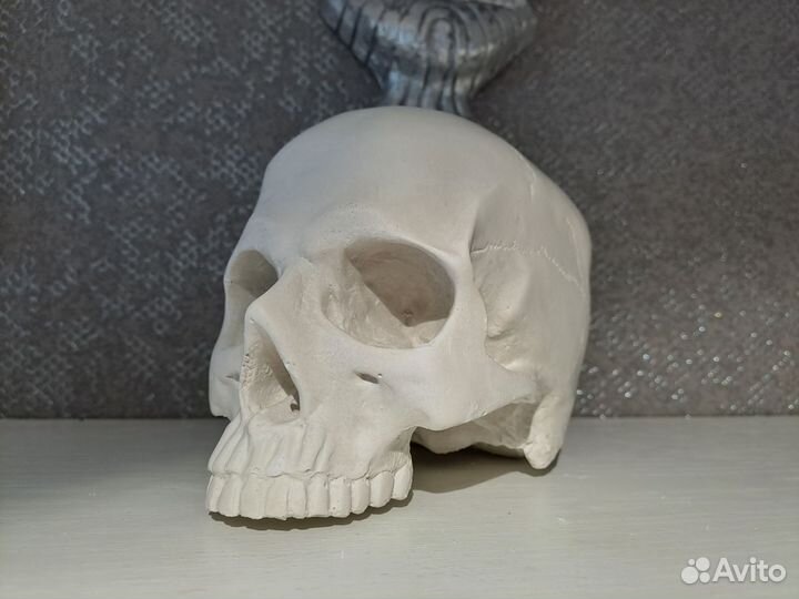 Череп гипсовый