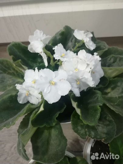 Фиалка сотовая