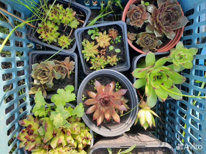 Растения для альпийской горки