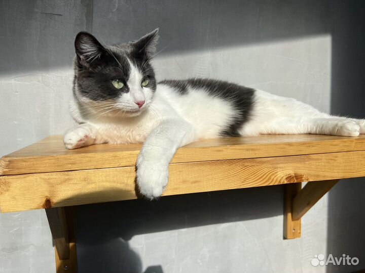 Кошка Нюшенька в добрые ручки