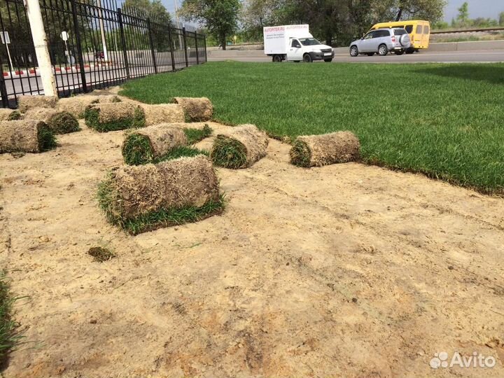 Устройство рулонного газона