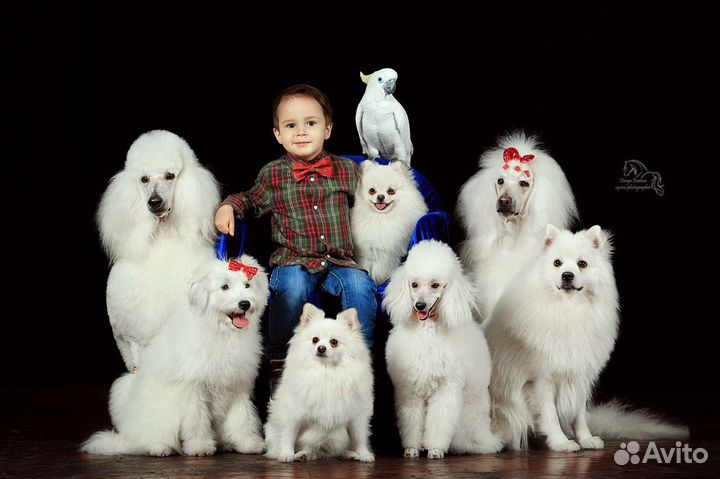 Собаки для фотосессии