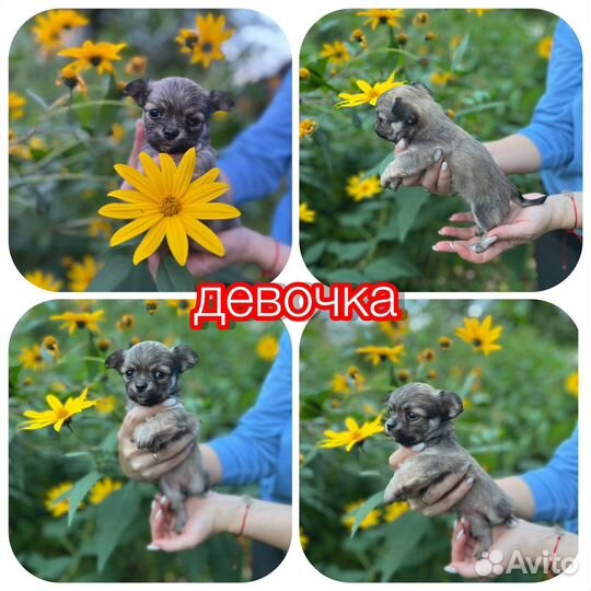 Щенки чихуахуа длинношерстные
