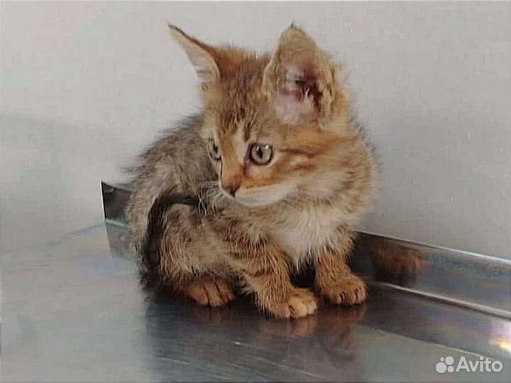 Рыжая котенок девочка