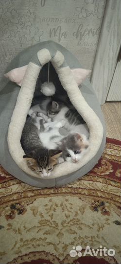 Милые пушистики, отдаем