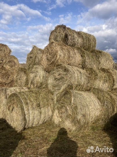 Сено в рулонах 2023