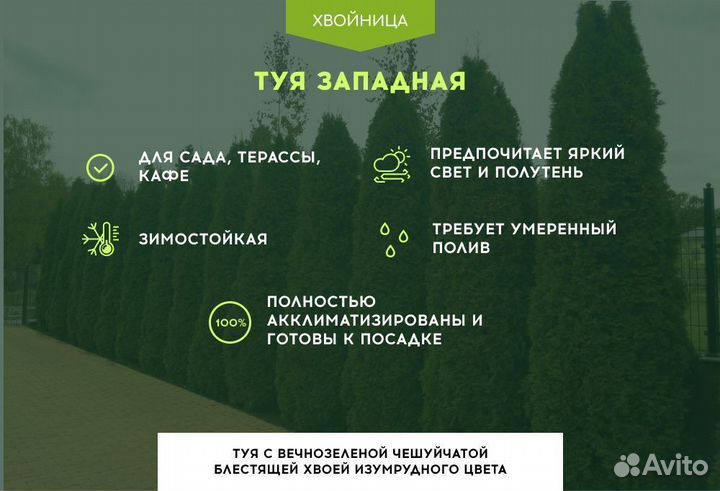Туя Смарагд 1,8-2 м