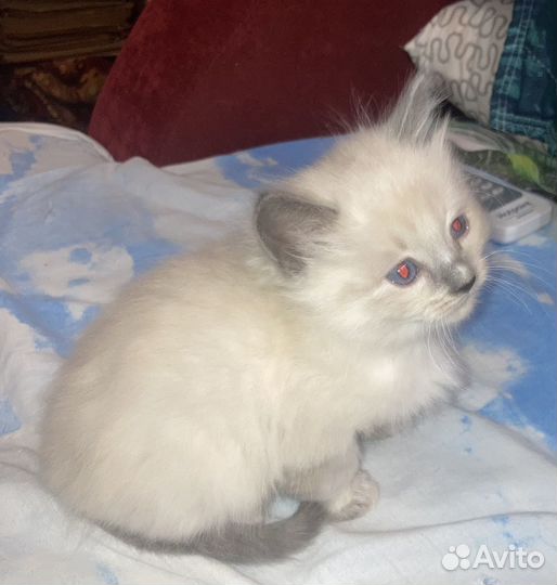 Тайские котята