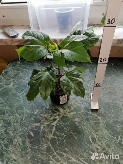 Сортовой гибискус daddy'S angel. Саженец