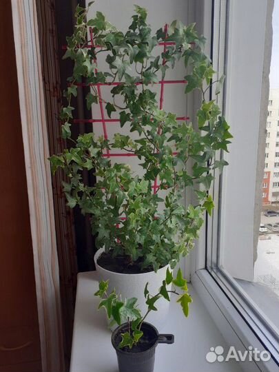 Плющ