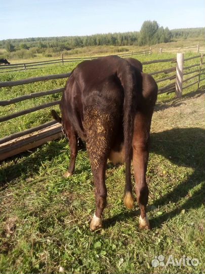 Корова первотелка