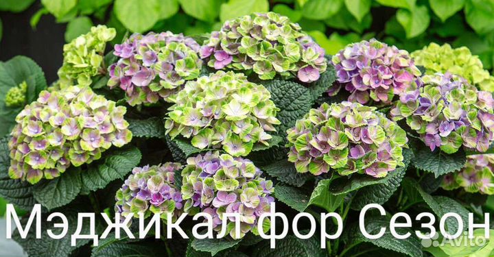 Гортензия крупнолистная