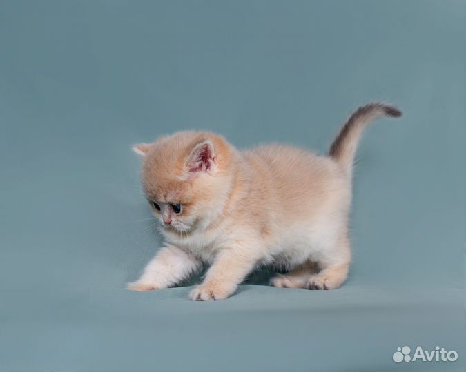 Британская голубая золотая кошечка