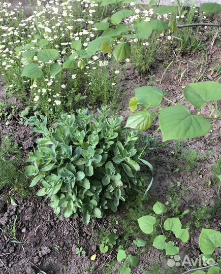 Очиток розовый