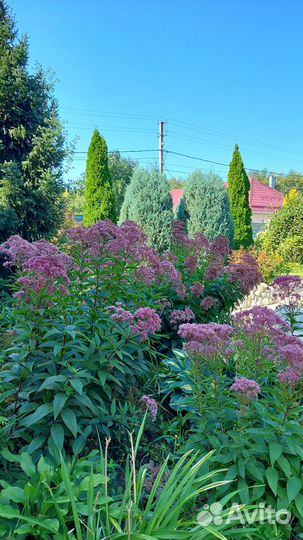 Цветы Кустарник Посконник