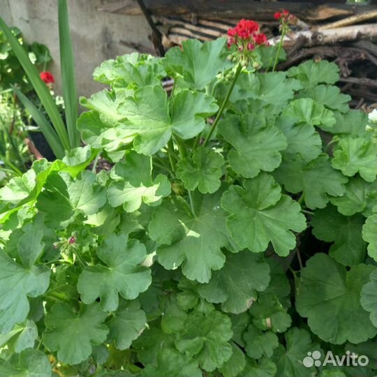 Герань сортовая