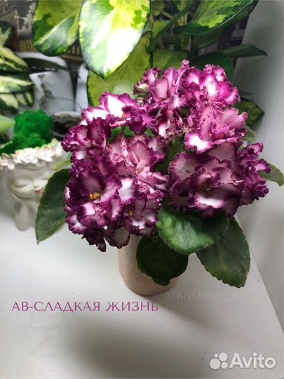 Фиалка