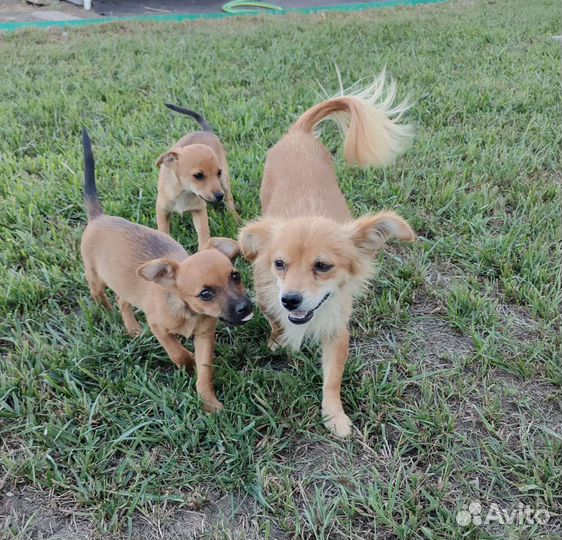 Собака в добрые руки