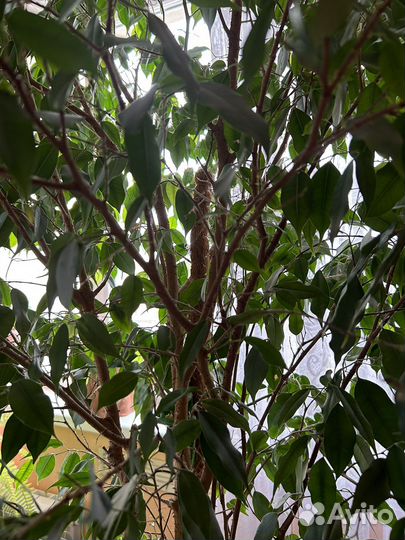 Фикус бенджамина большой