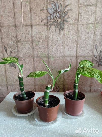 Диффенбахия