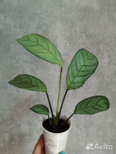 Ктенанта Амагрис